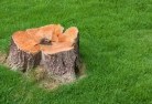 Sidmouthstump-grinding-services-2.jpg; ?>